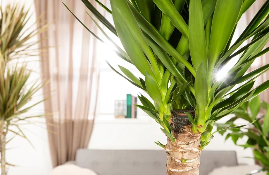 Pflanze des Monats Dezember: Yucca