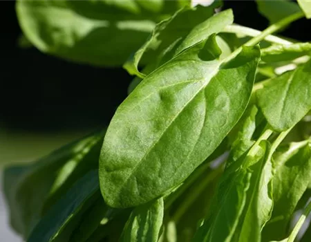 Da hast du den Spinat!