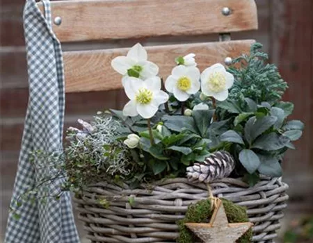 Gartentipps im Januar