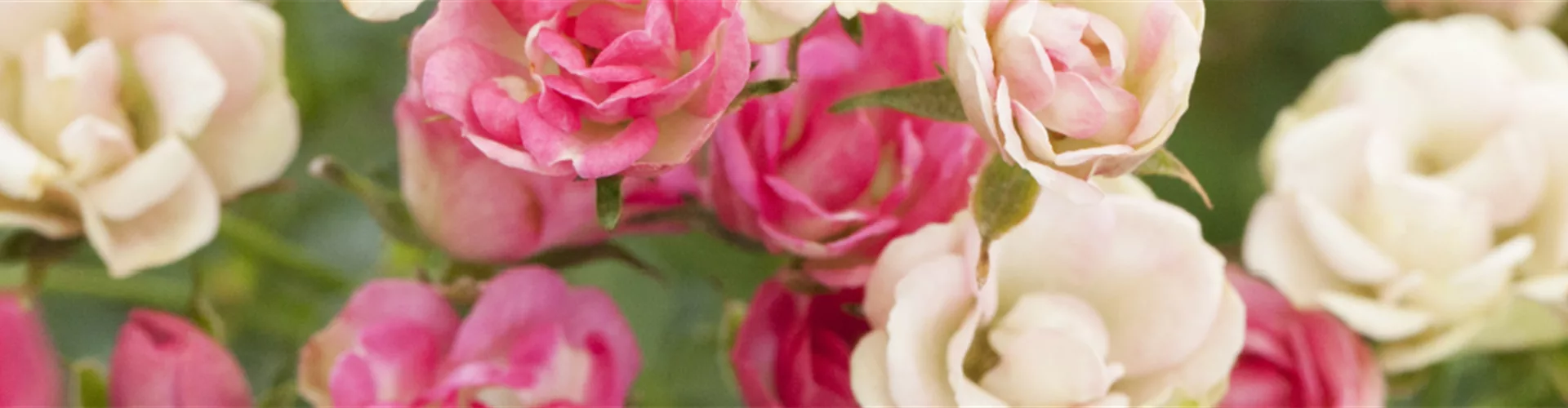 Gartenfreude zu verschenken!