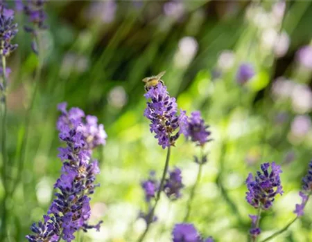 Gartenkalender Juli 2026