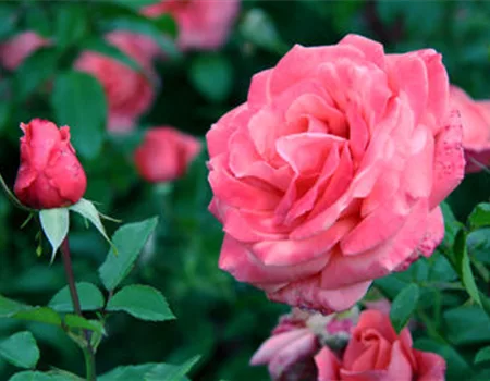 Gartentipps im März