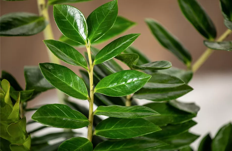 Pflanze des Monats Februar 2024: Zamioculcas