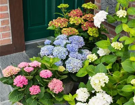 Gartentipps im August