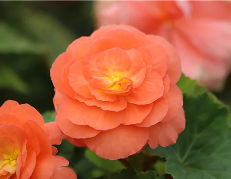 Pflanze des Monats April 2026: Begonie