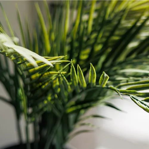 Pflanze des Monats Februar 2026: Goldfruchtpalme