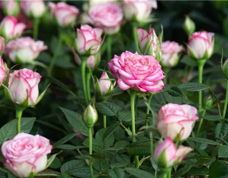 Pflanze des Monats Mai 2026: Topfrose