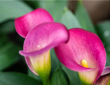 Pflanze des Monats Juni 2026: Calla