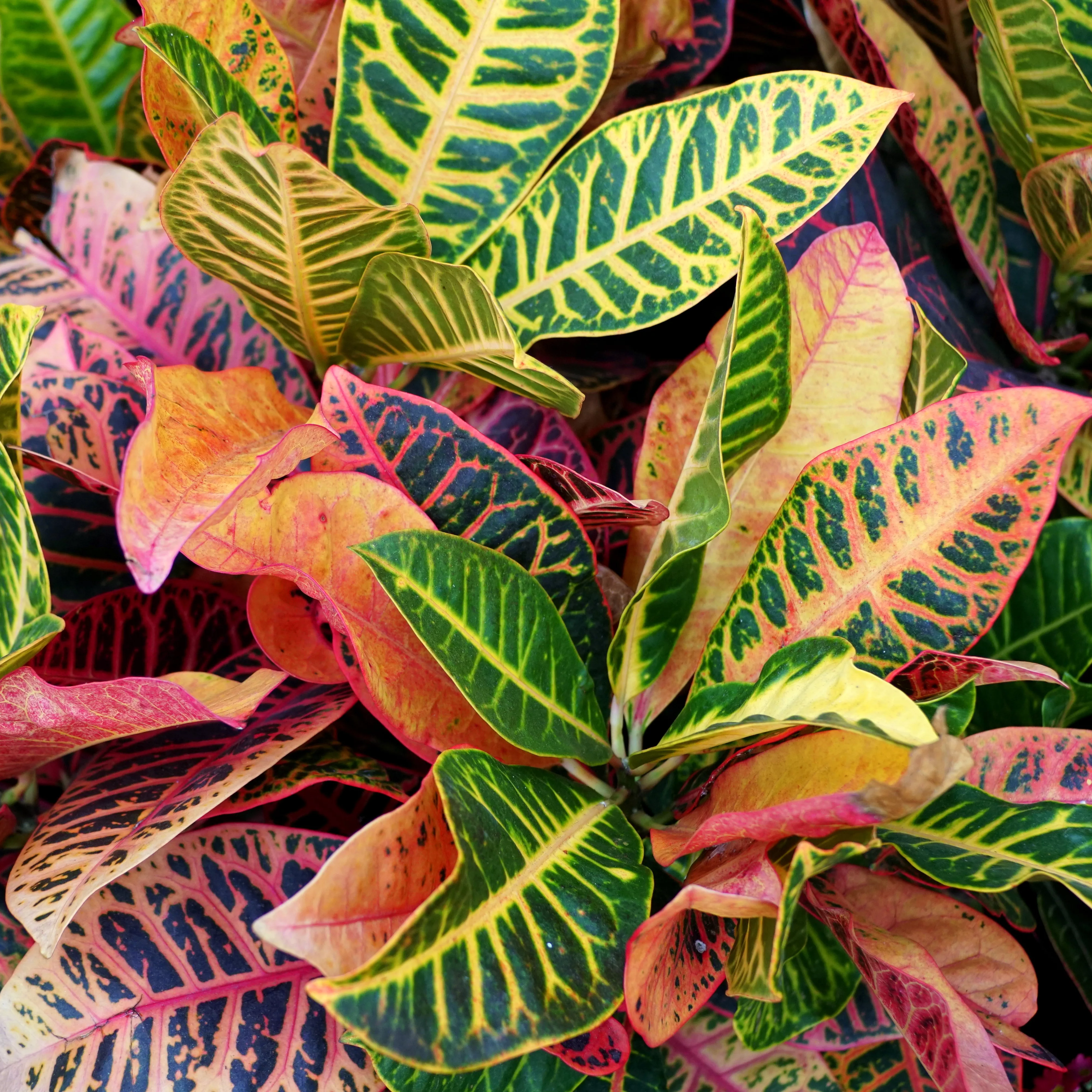 Pflanze des Monats Oktober 2026: Kroton