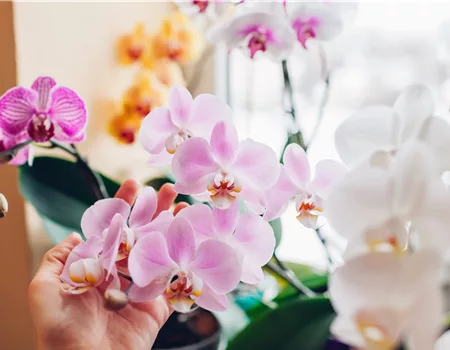 Pflanze des Monats Januar 2026: Phalaenopsis