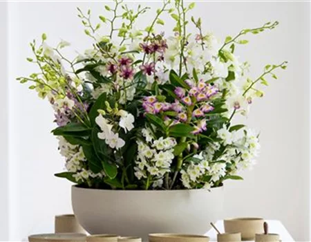 Pflanze des Monats März 2026: Dendrobium