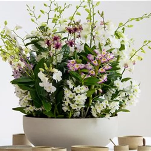 Pflanze des Monats März 2026: Dendrobium