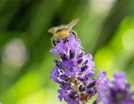 Gartenkalender Juli 2026