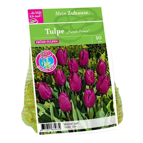 Blumenzwiebel Tulpe 'Purple Prince'