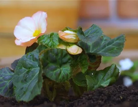 Knollenbegonie - Einpflanzen im Garten