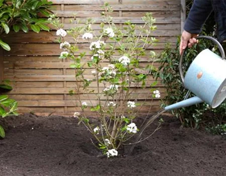 Osterschneeball - Einpflanzen im Garten