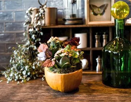 Kürbis mit Bepflanzung