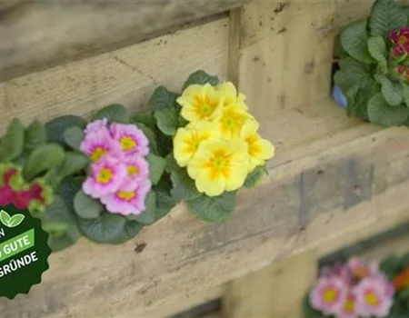 Primel-Power im Frühling