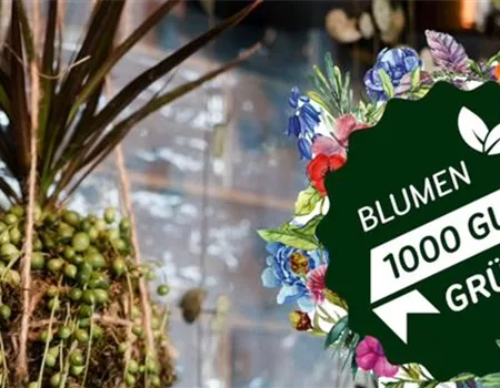 Winter-Kokedama als Indoor-Deko