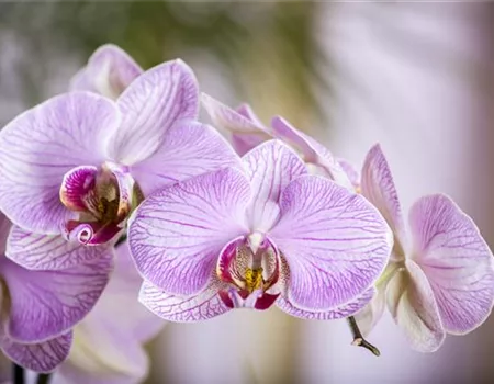 Die schöne Vielfalt der Orchideen