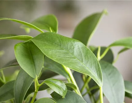 Ficus Ginseng hegen und pflegen